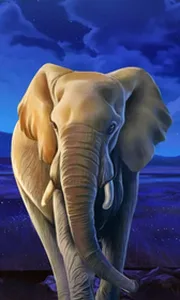 African Elephant